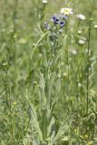 Cynoglossum creticum. Цветущее растение в сообществе. Крым, Бахчисарайский р-н, пос. Куйбышево. 17.05.2014.