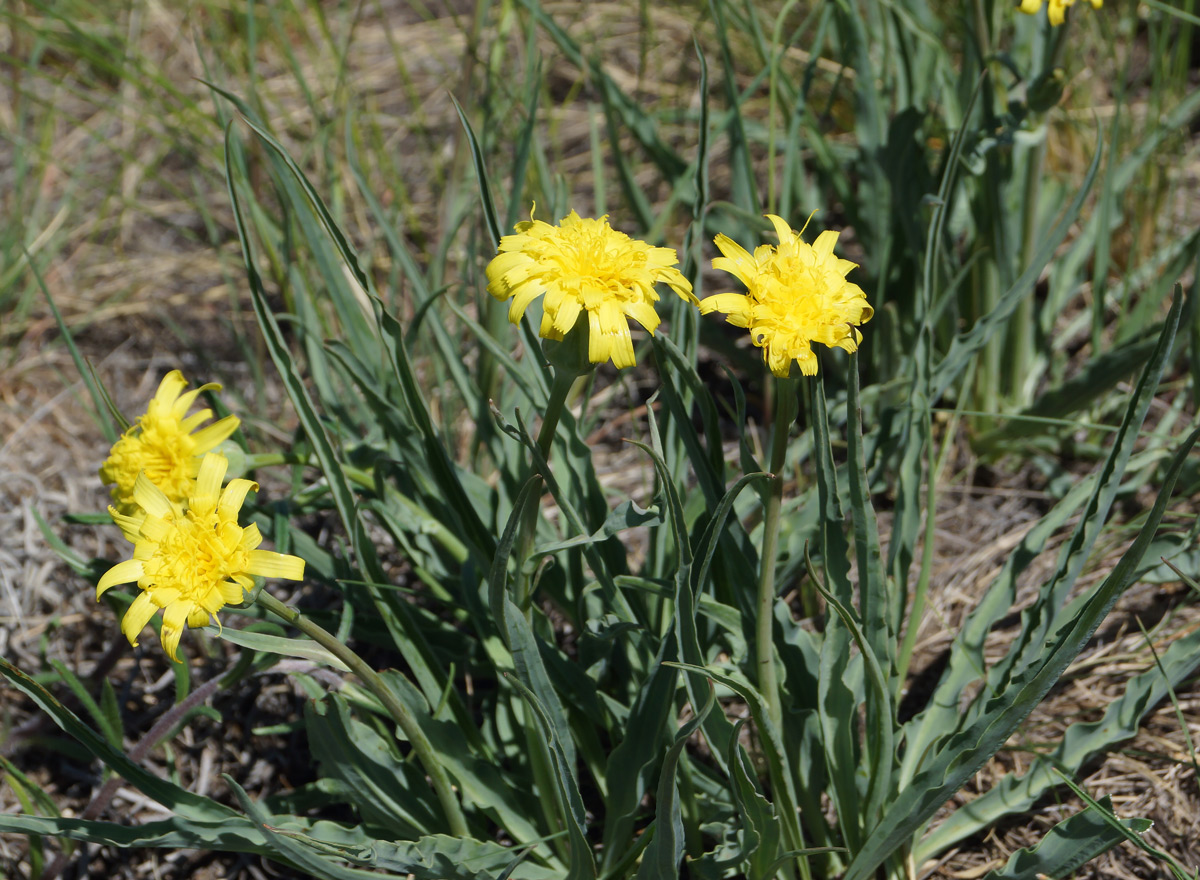 Image of Scorzonera austriaca specimen.