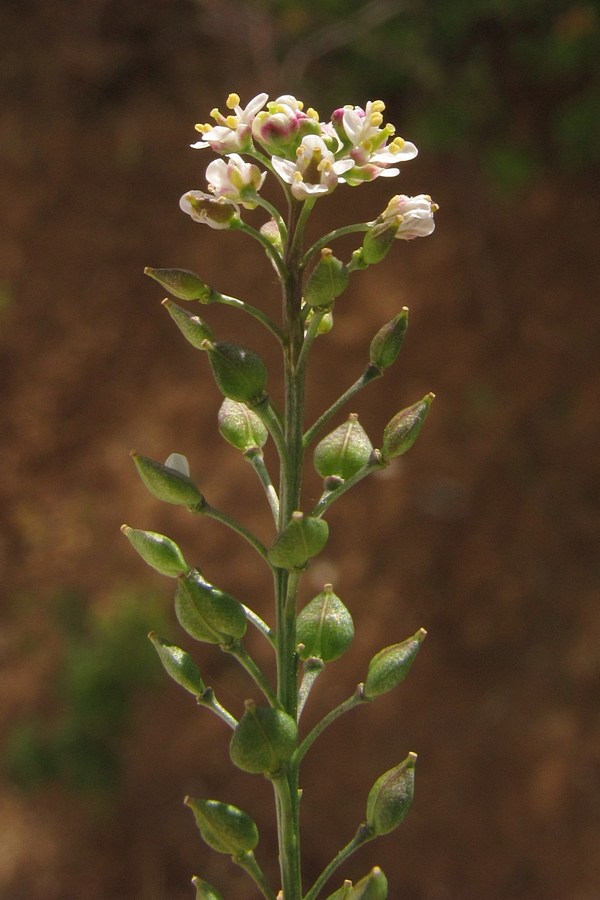 Image of Lepidium graminifolium specimen.