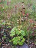 Trollius europaeus. Плодоносящее растение на антропогенном песчаном бугре. Кольский п-ов, Восточный Мурман, пос. Дальние Зеленцы. 31.08.2009.