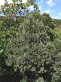 Juniperus excelsa