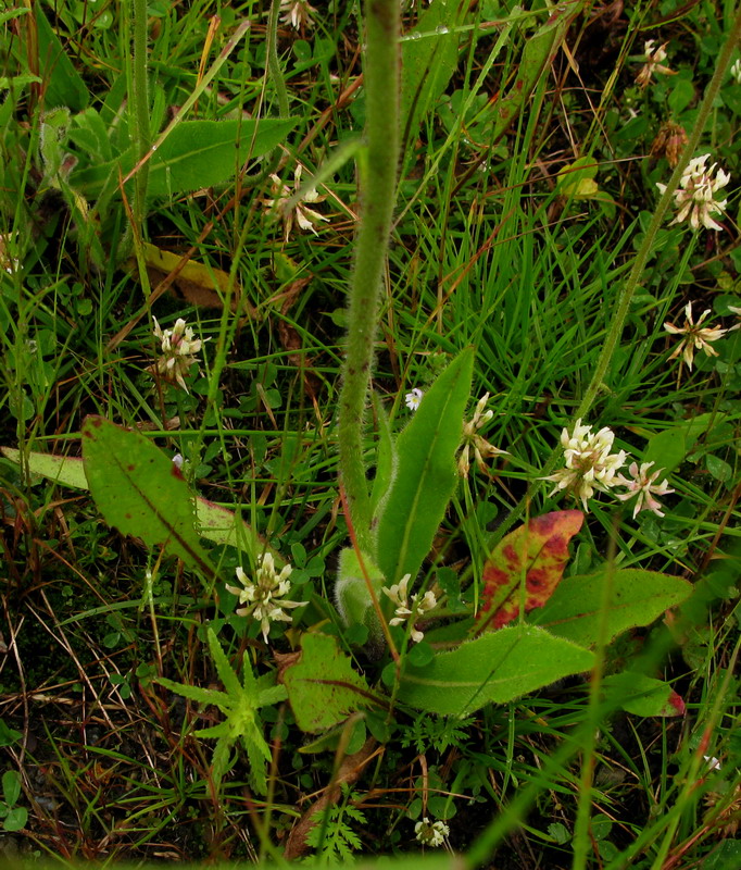 Image of Pilosella kebeshensis specimen.