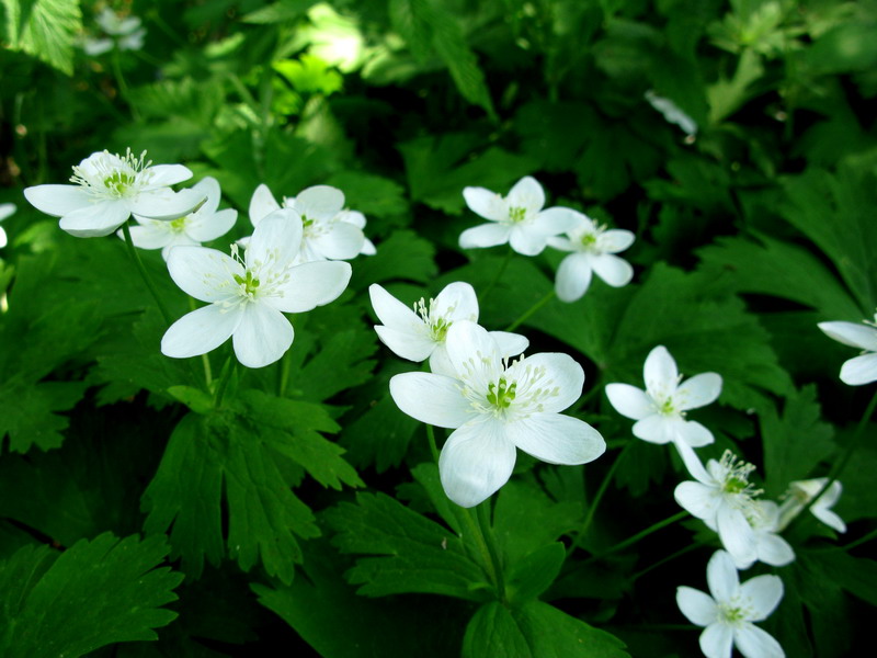 Изображение особи Anemone baicalensis ssp. occidentali-sajanensis.