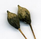 Tilia cordifolia. Зрелые плоды (поражены грибком). Курская обл., г. Железногорск, в посадке. 15 октября 2009 г.