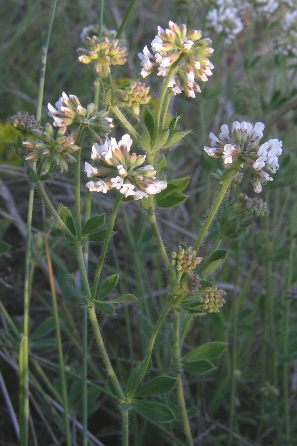 Image of Dorycnium herbaceum specimen.