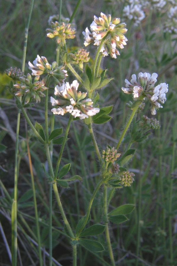 Изображение особи Dorycnium herbaceum.