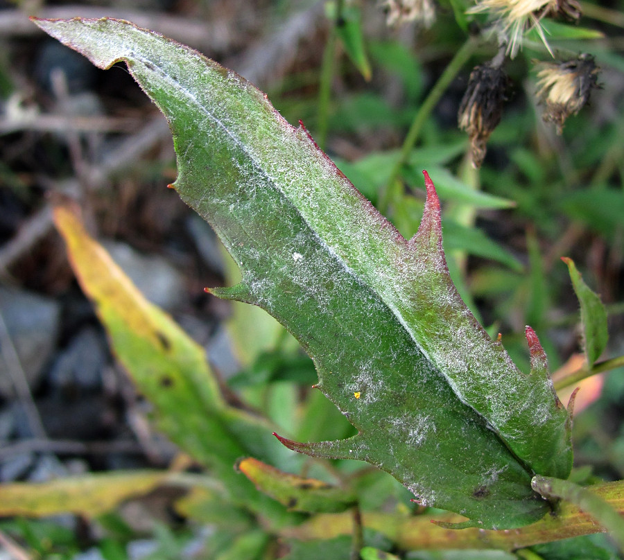 Изображение особи Hieracium umbellatum.