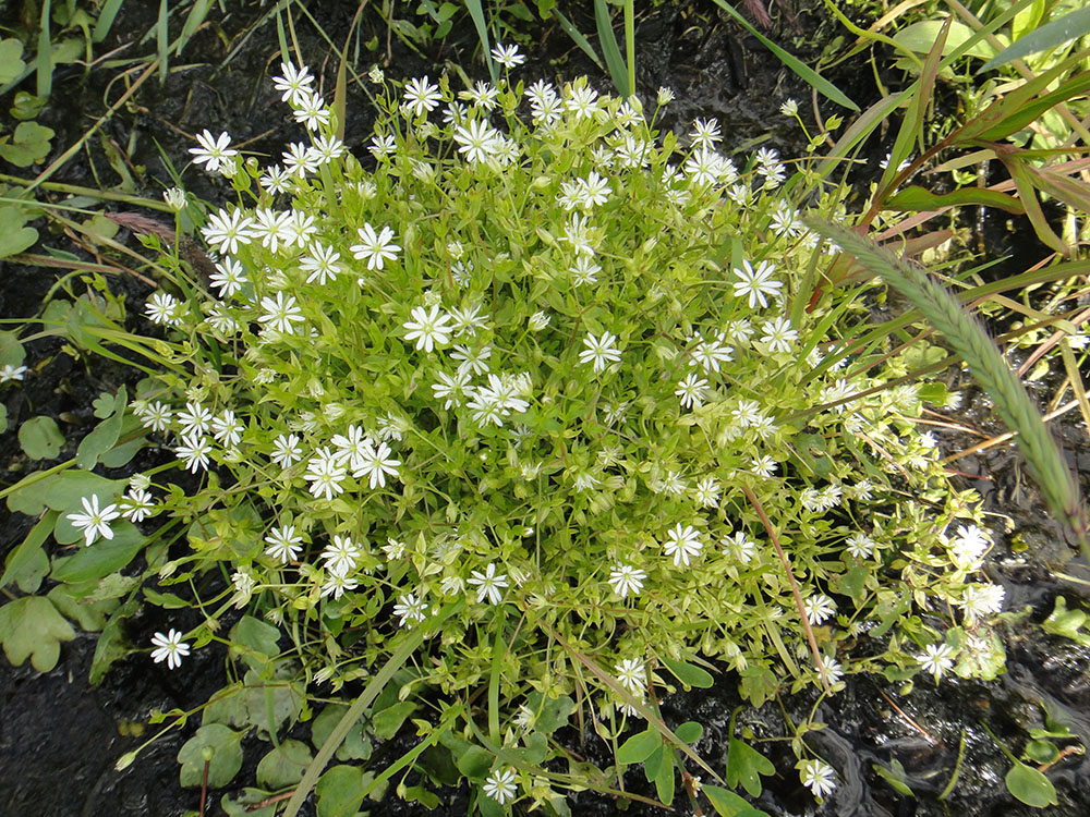 Изображение особи Stellaria crassifolia.