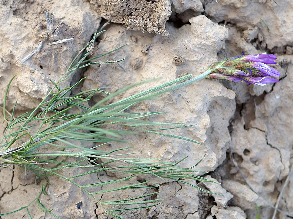 Image of Astragalus angustissimus specimen.