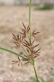 Cyperus longus