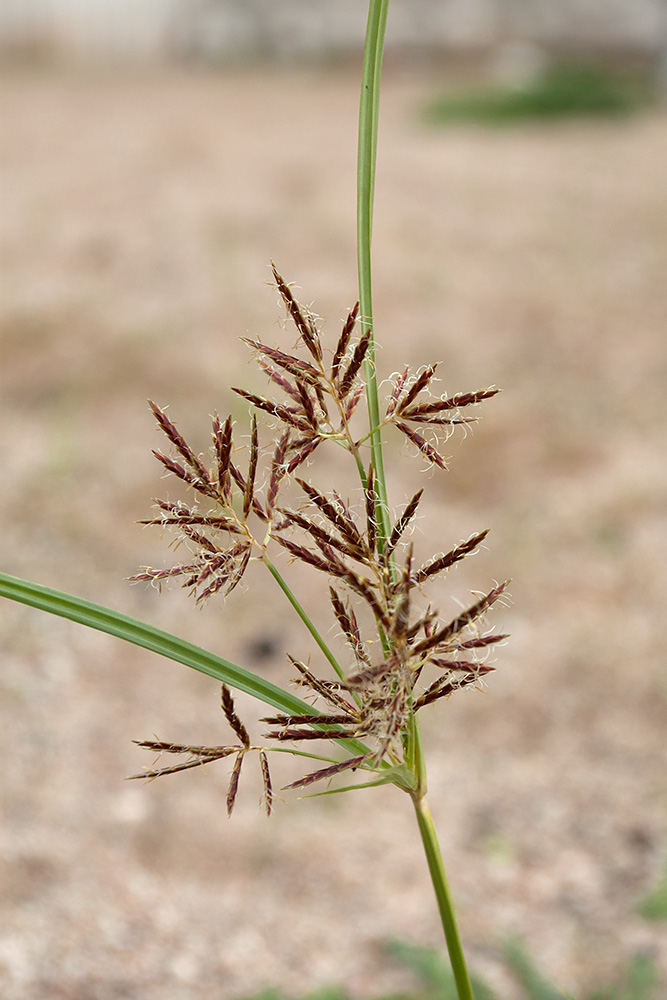 Изображение особи Cyperus longus.