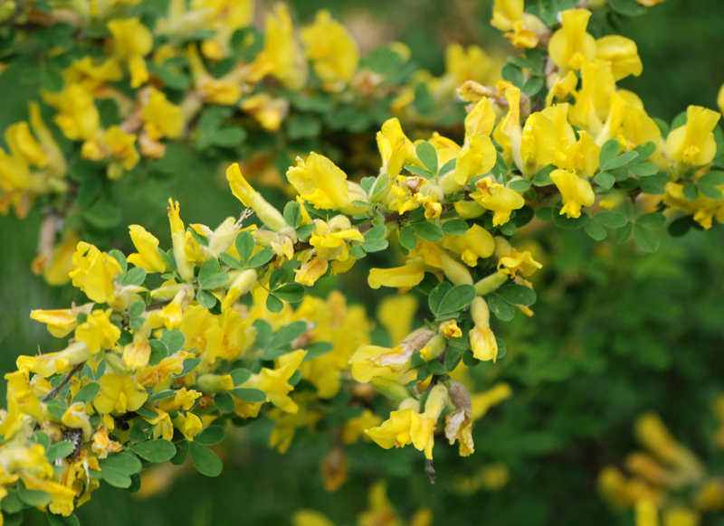 Image of genus Chamaecytisus specimen.