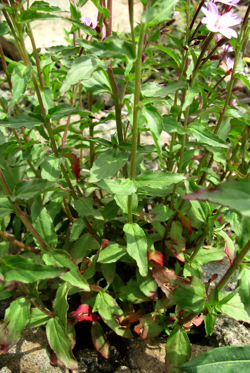 Изображение особи род Epilobium.