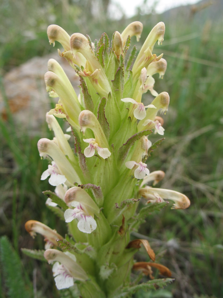 Image of Pedicularis alatauica specimen.