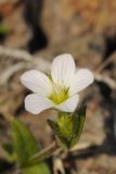 Holosteum glutinosum