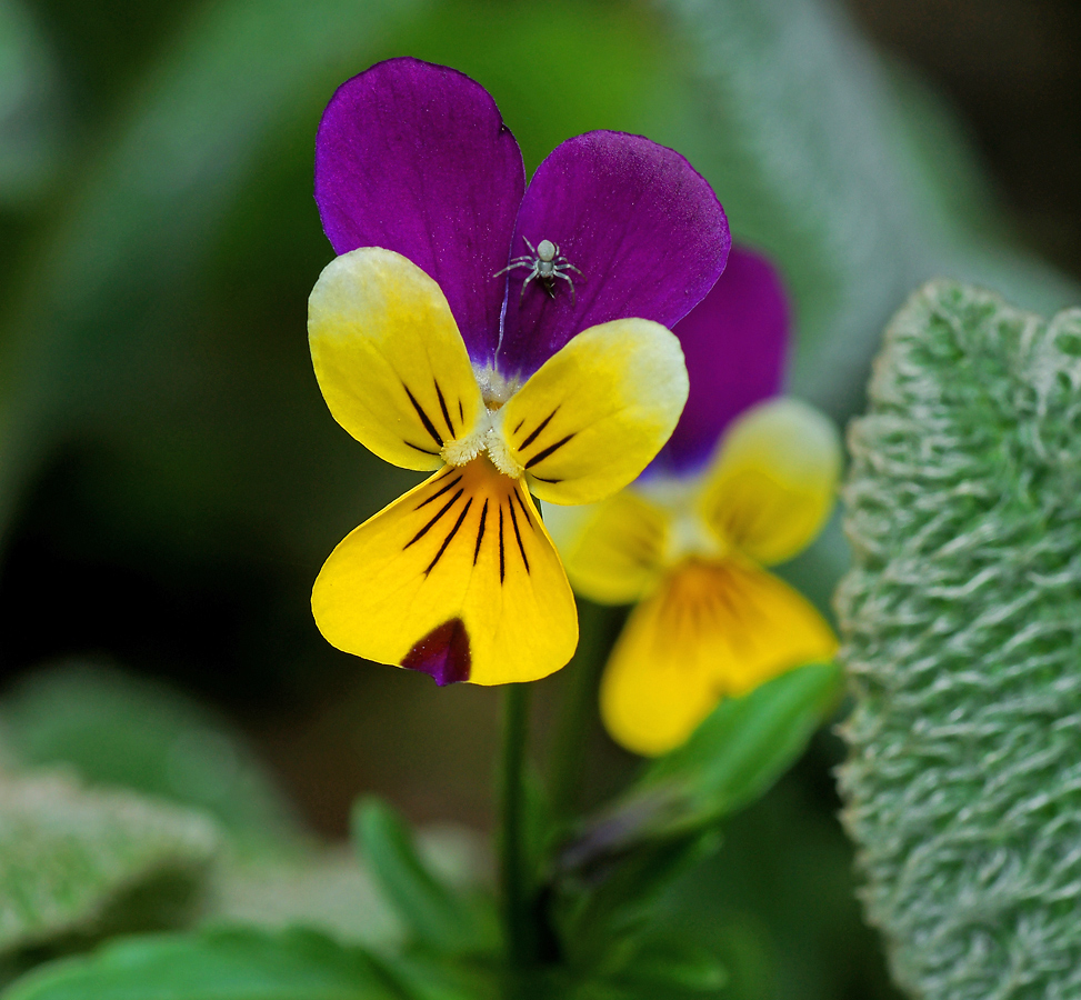 Изображение особи Viola tricolor.