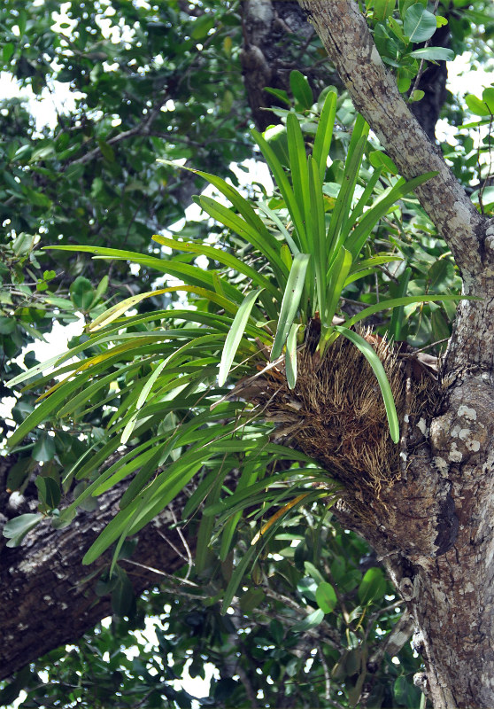 Изображение особи Cymbidium aloifolium.