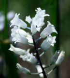 Hyacinthella leucophaea