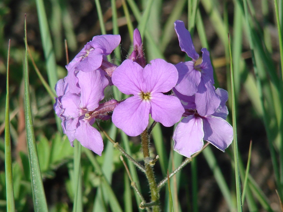 Image of Clausia aprica specimen.