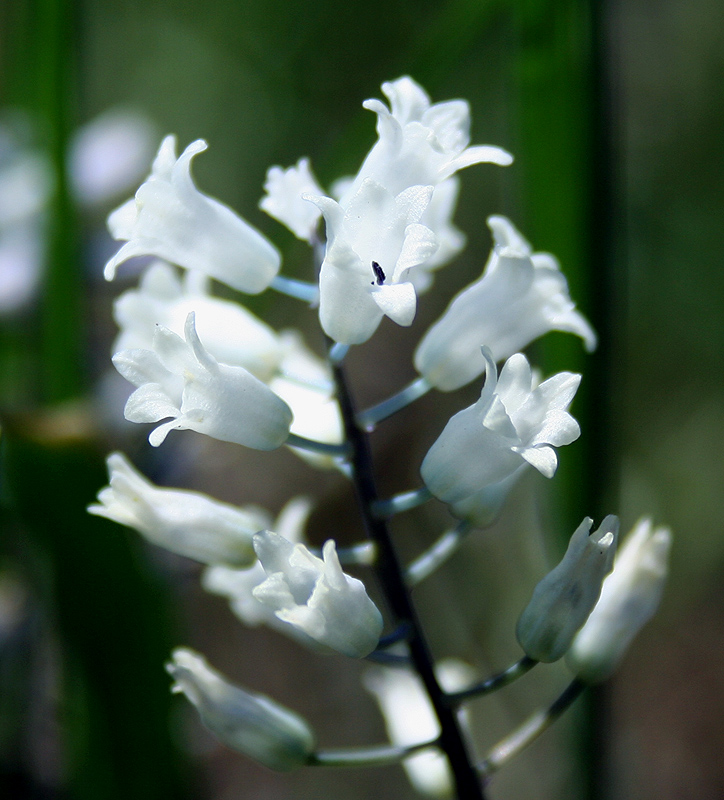 Изображение особи Hyacinthella leucophaea.