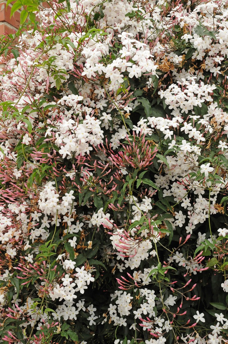 Image of Jasminum officinale specimen.