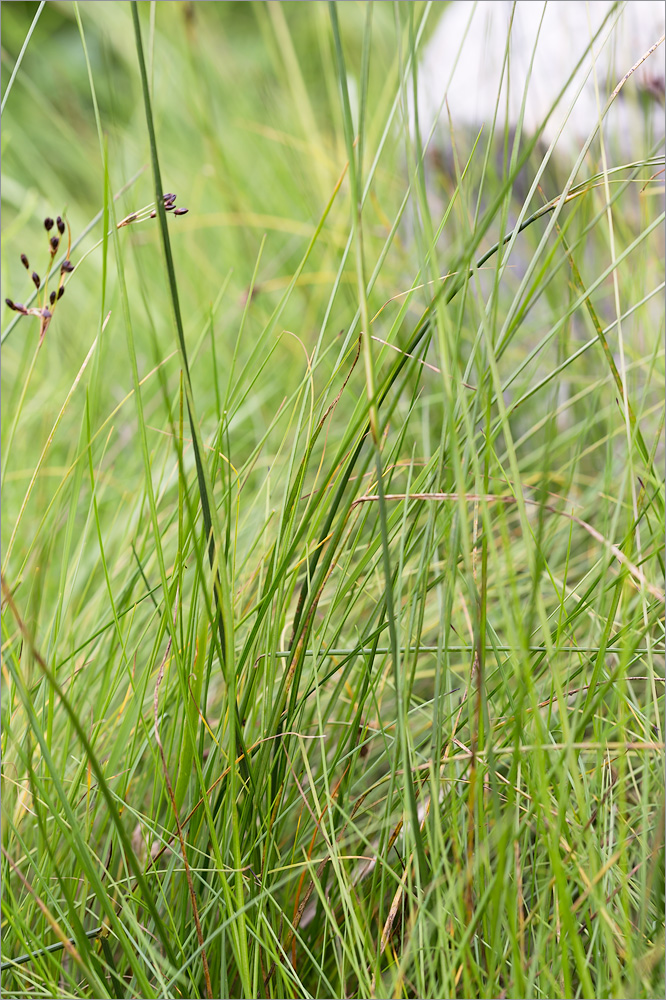 Изображение особи Juncus atrofuscus.