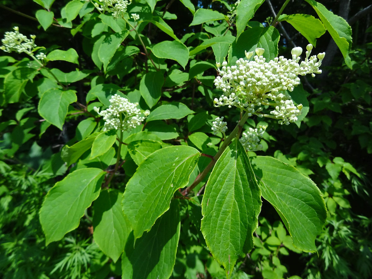 Image of Hydrangea paniculata specimen.