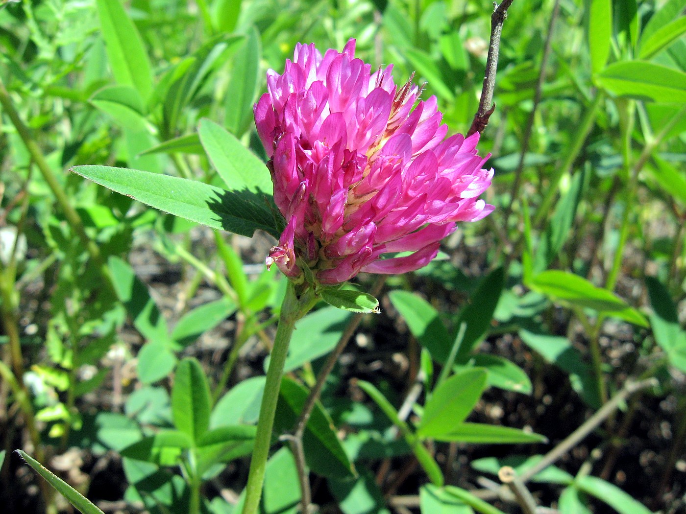 Image of Trifolium alpestre specimen.