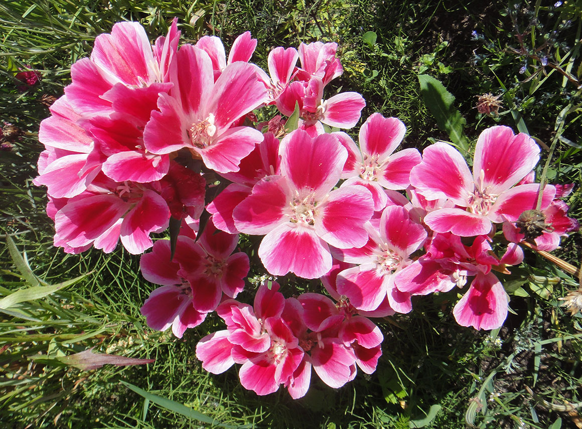 Image of Clarkia amoena specimen.