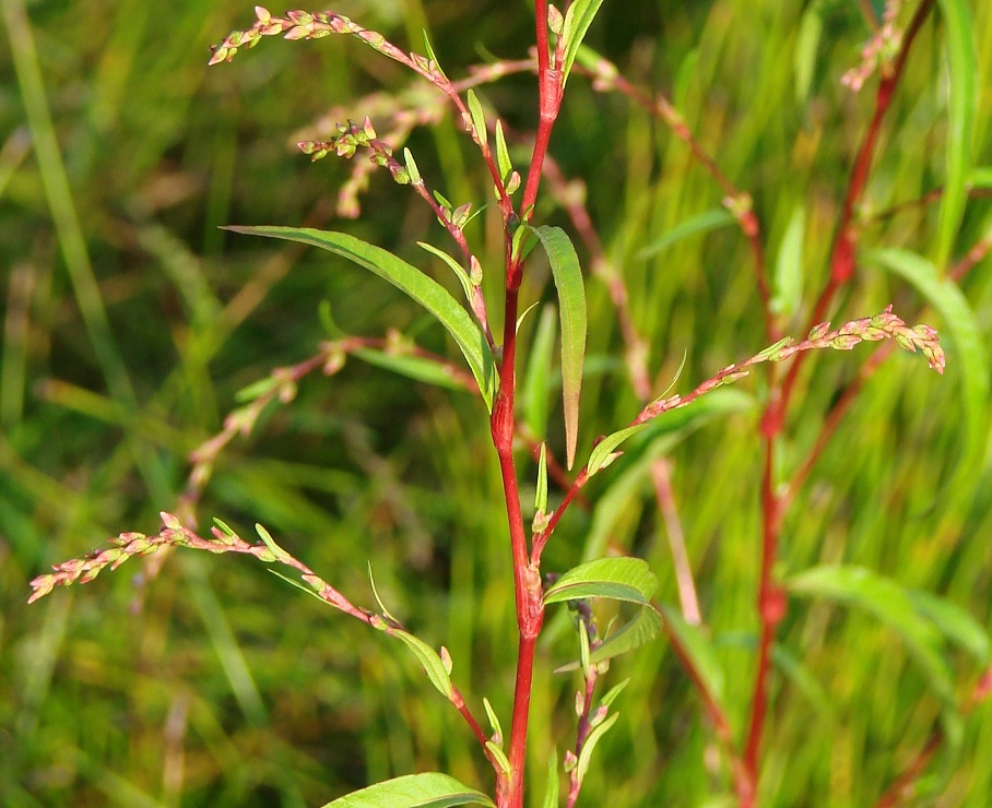 Image of Persicaria hydropiper specimen.