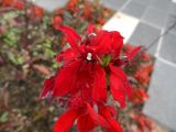 Lobelia cardinalis