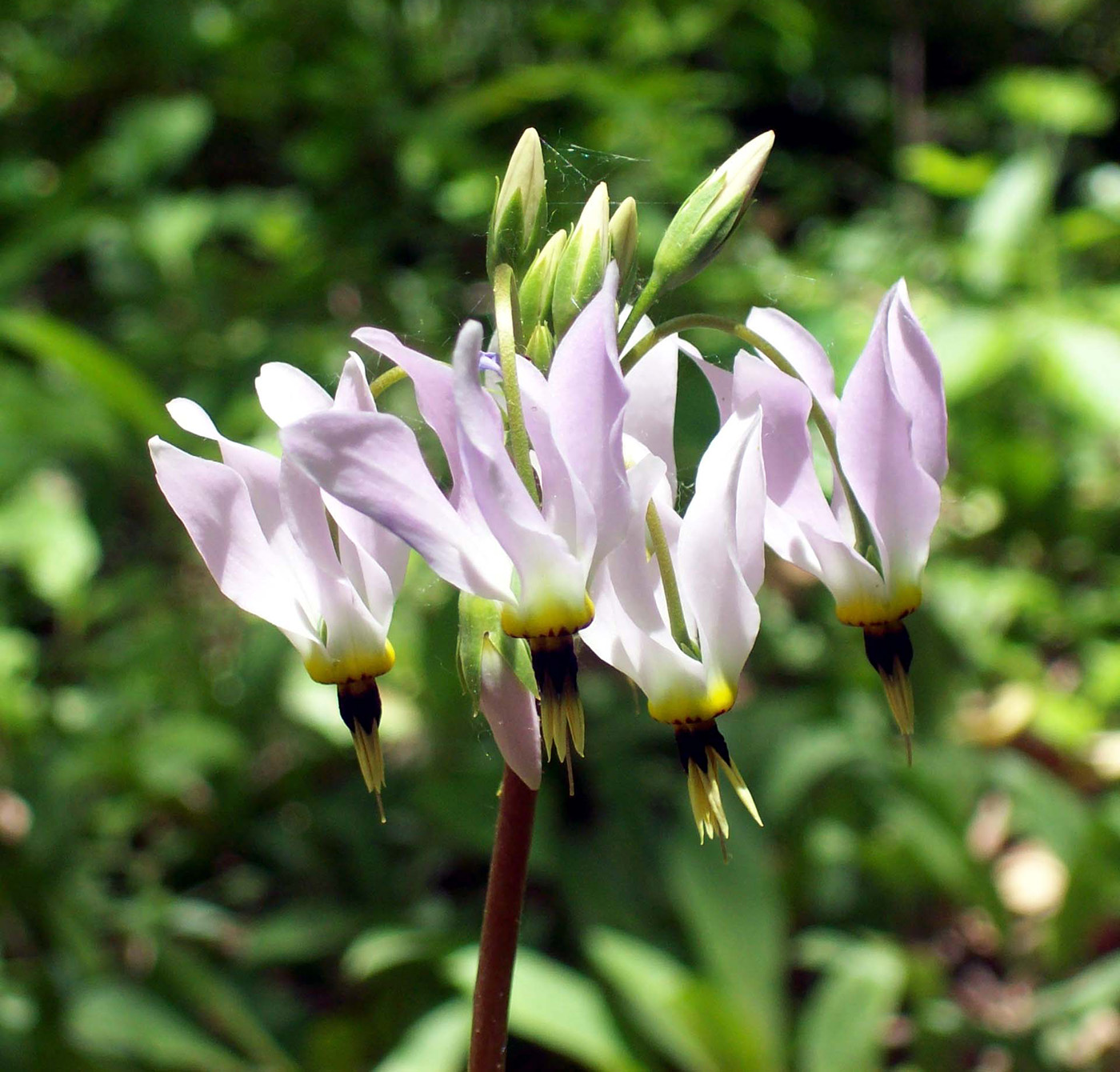 Image of Dodecatheon meadia specimen.