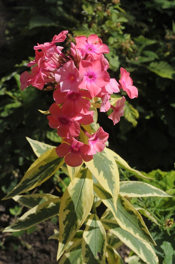 Изображение особи Phlox paniculata.