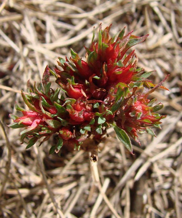 Image of Potentilla semiglabra specimen.