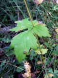 Geum aleppicum. Часть побега. Свердловская обл., г. Екатеринбург, окр. пос. Шабровский, обочина дороги. 15.08.2015.