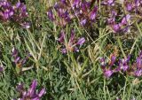 Astragalus ceratoides