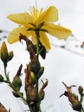 Hypericum elegans