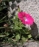 Petunia × hybrida