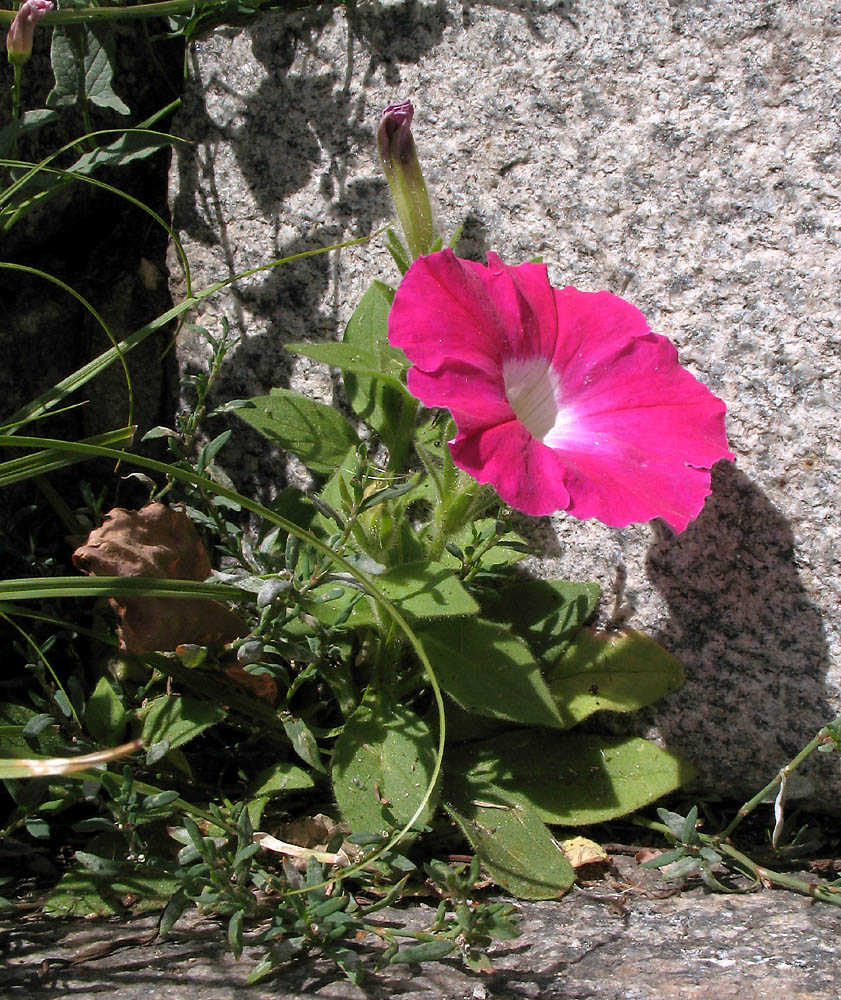 Изображение особи Petunia &times; atkinsiana.
