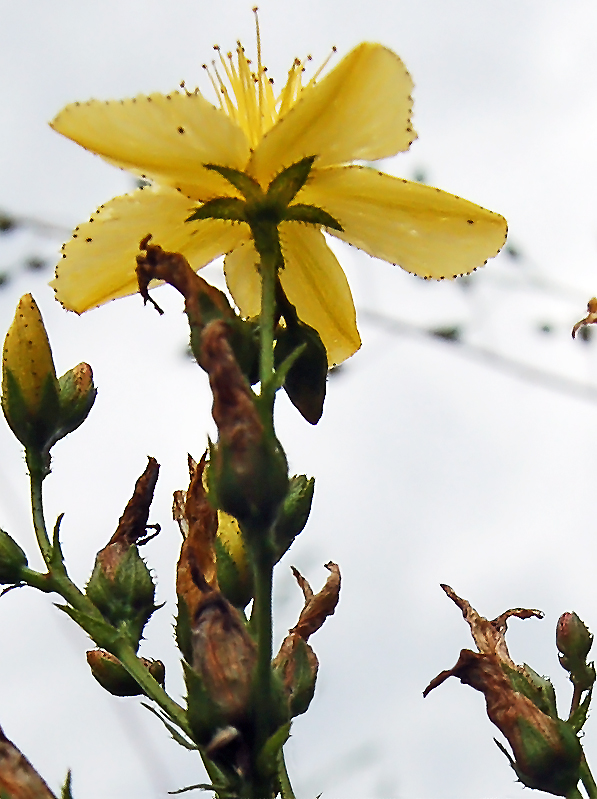 Изображение особи Hypericum elegans.