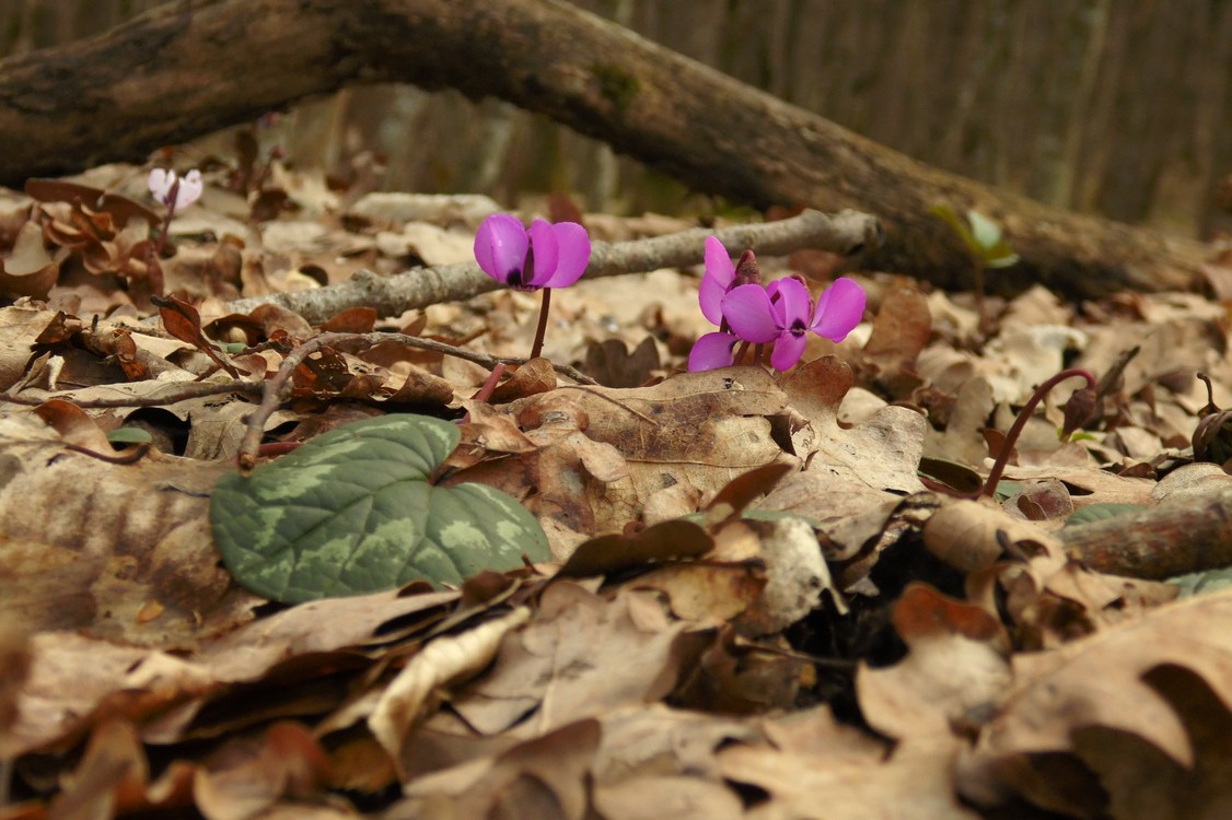 Image of Cyclamen coum specimen.