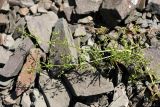 Galium aparine. Плодоносящее растение на крупнообломочном субстрате. Южный Казахстан, Сырдарьинский Каратау, р-н перевала Куюк. 20.05.2015.