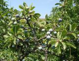 Prunus stepposa