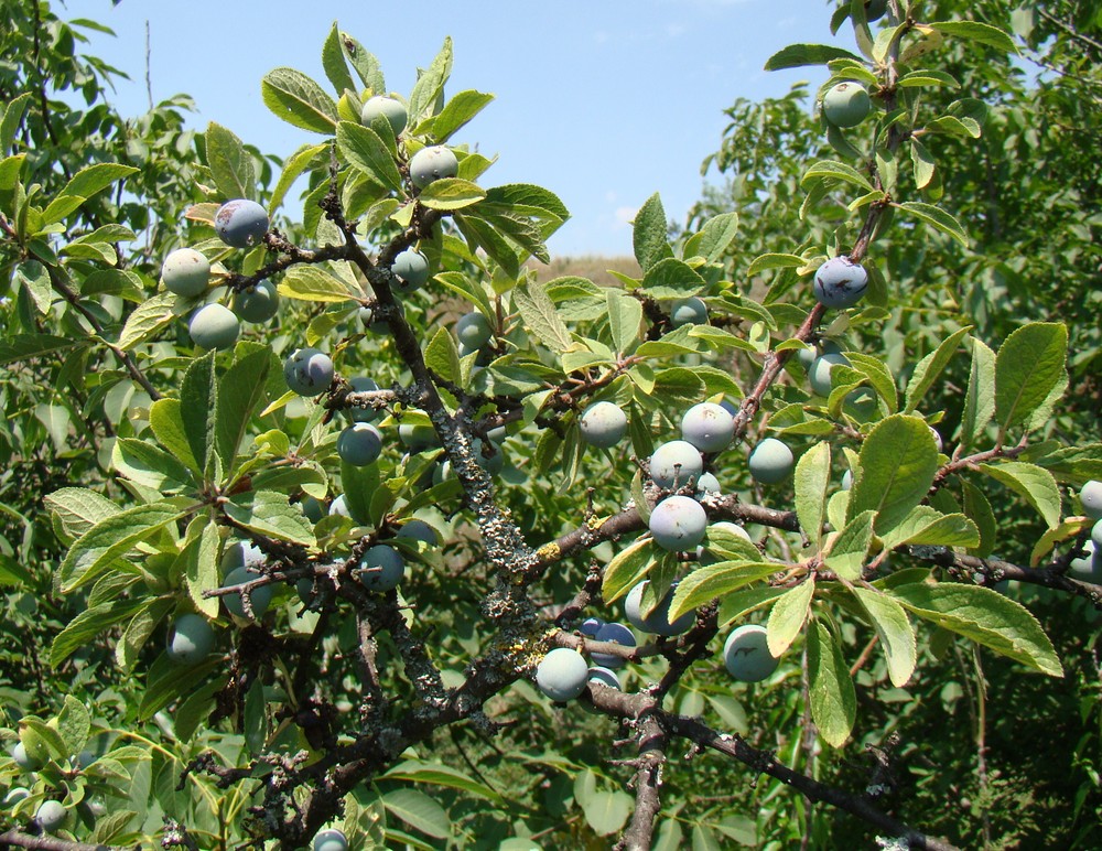 Image of Prunus stepposa specimen.