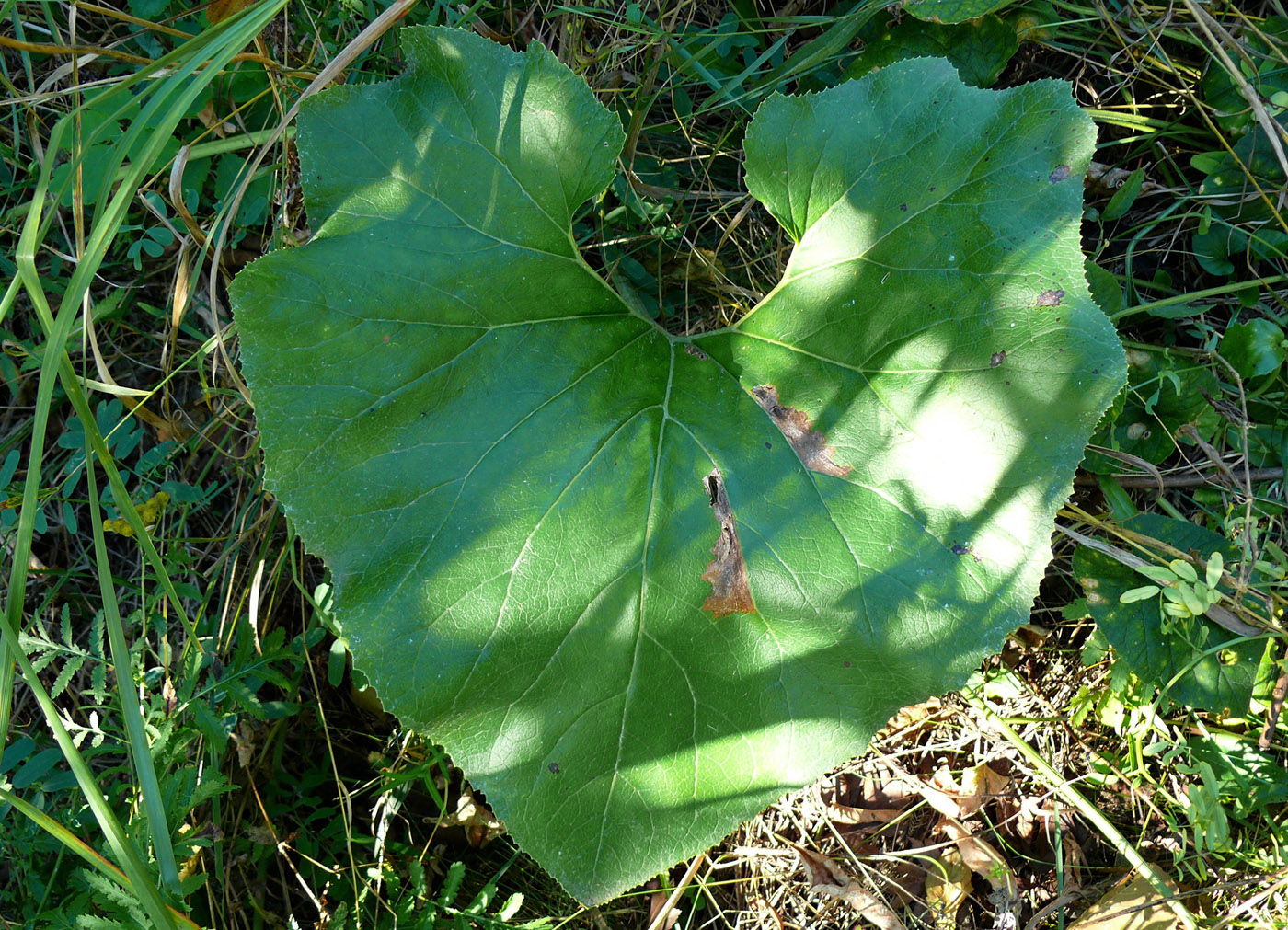 Image of Petasites hybridus specimen.