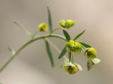 Euphorbia subtilis. Соцветие. Воронежская обл., Лискинский р-н, окр. с. Дивногорье. 02.05.2015.