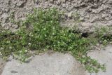 Arenaria leptoclados ssp. viscidula