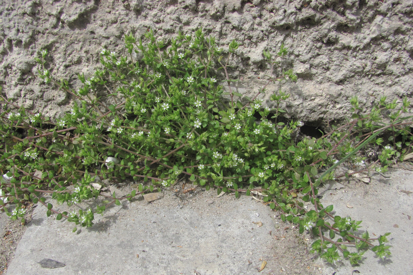 Image of Arenaria leptoclados ssp. viscidula specimen.