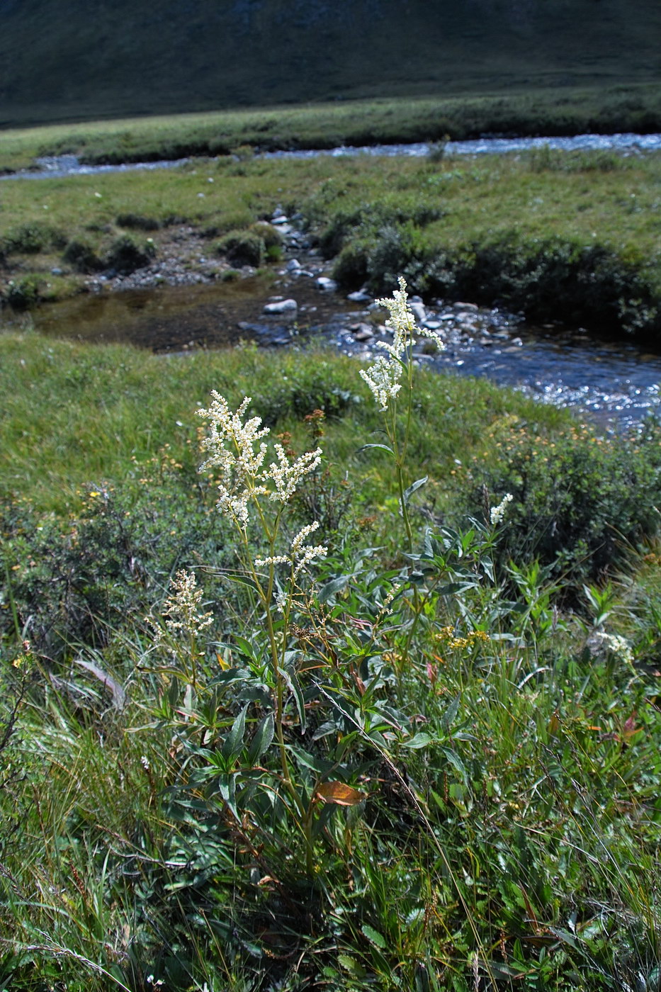 Image of Aconogonon alpinum specimen.