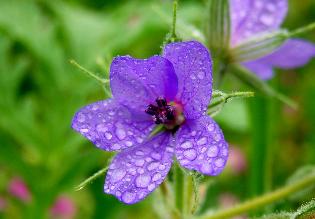 Изображение особи Erodium ciconium.